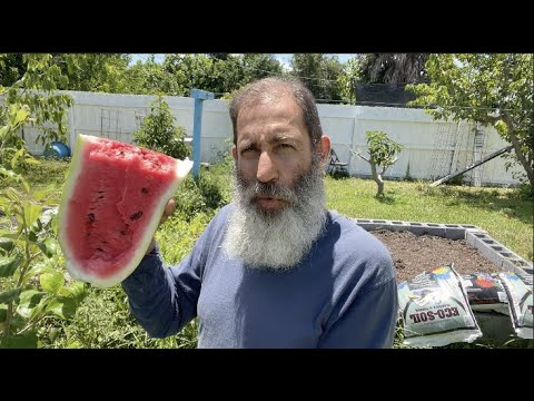 Growing Watermelon