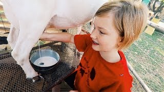 Fresh GOAT Milk on ONE ACRE of land