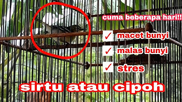 Tips mengatasi burung sirtu atau cipoh macet bunyi,malas bunyi ini triknya!!