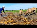 Best Videos Catching Snails Eels Crabs In Dry Water With A Fisherman Hand Skill.