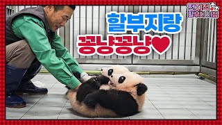 (SUB) Baby Twin Pandas And Zookeeper Grandpa's Happy Time🐼│Panda World