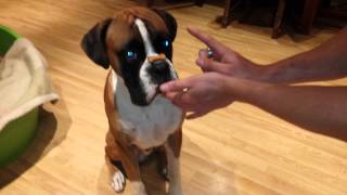 Boxer Bentley Farts While Trying A Trick