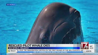 Rescued pilot whale dies at Sea World in Orlando