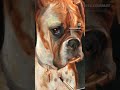 #oilportrait #paintingprocess #boxerdog | #oilpaint #paintingideas #portraitpainting