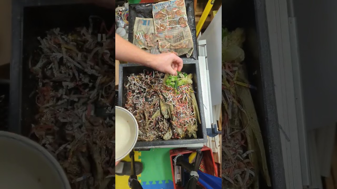 feeding the worms, should I feed them ghost peppers next? 🌶️🌶️