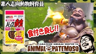 金魚に赤虫をやるのだ！パックDE赤虫【金魚・Goldfish】