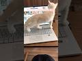 子猫に浮気現場見られたらこうなった　　#テアタイム
