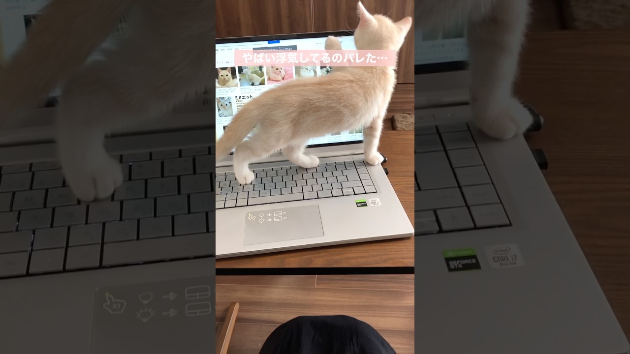 子猫に浮気現場見られたらこうなった　　#テアタイム
