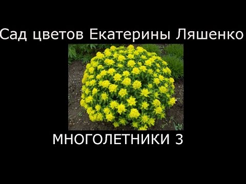#Многолетники садовые3 Сад цветов Екатерины Ляшенко