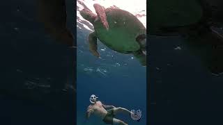 Underwater Wonders Snorkeling Adventure With Usecheckin