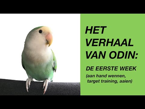 Video: Een nieuwe parkiet introduceren in je kudde