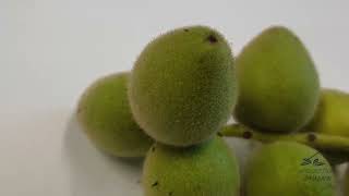 Juglans ailantifolia var cordiformis ořešák pajasanolistý