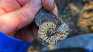 From Fossils To Gemstones: Exploring The Prairie's Treasures by Montana Rock Mom 16,002 views 10 months ago 27 minutes