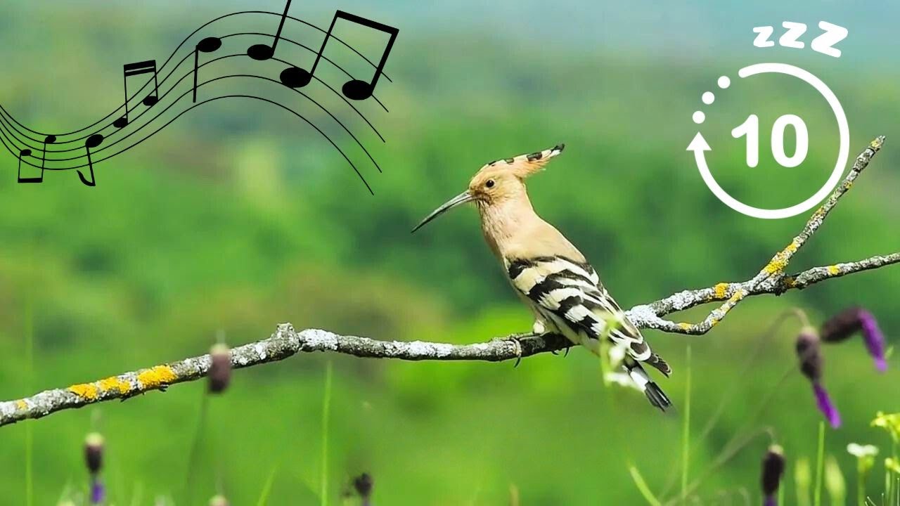 Forest Birds Sounds | 10 HOURS 🦜🐦 - YouTube
