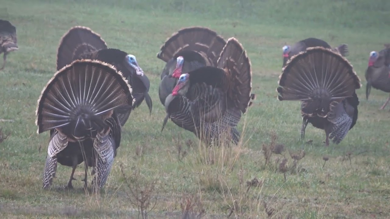 Gobbler Tree 1 15 22