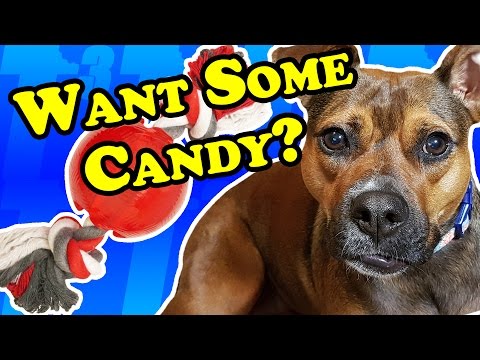 how-sweet-is-this-rubber-dog-toy?---dog-toy-reviews-|-ethical-pet-play-strong-ball-&-rope