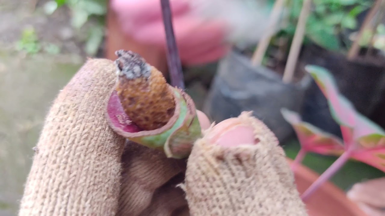 How to Hybrid Caladiums|Manual Polination Update