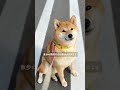 柴犬を飼うと人間が諦めることTOP10　　【#514】 #柴犬 #柴犬との暮らし