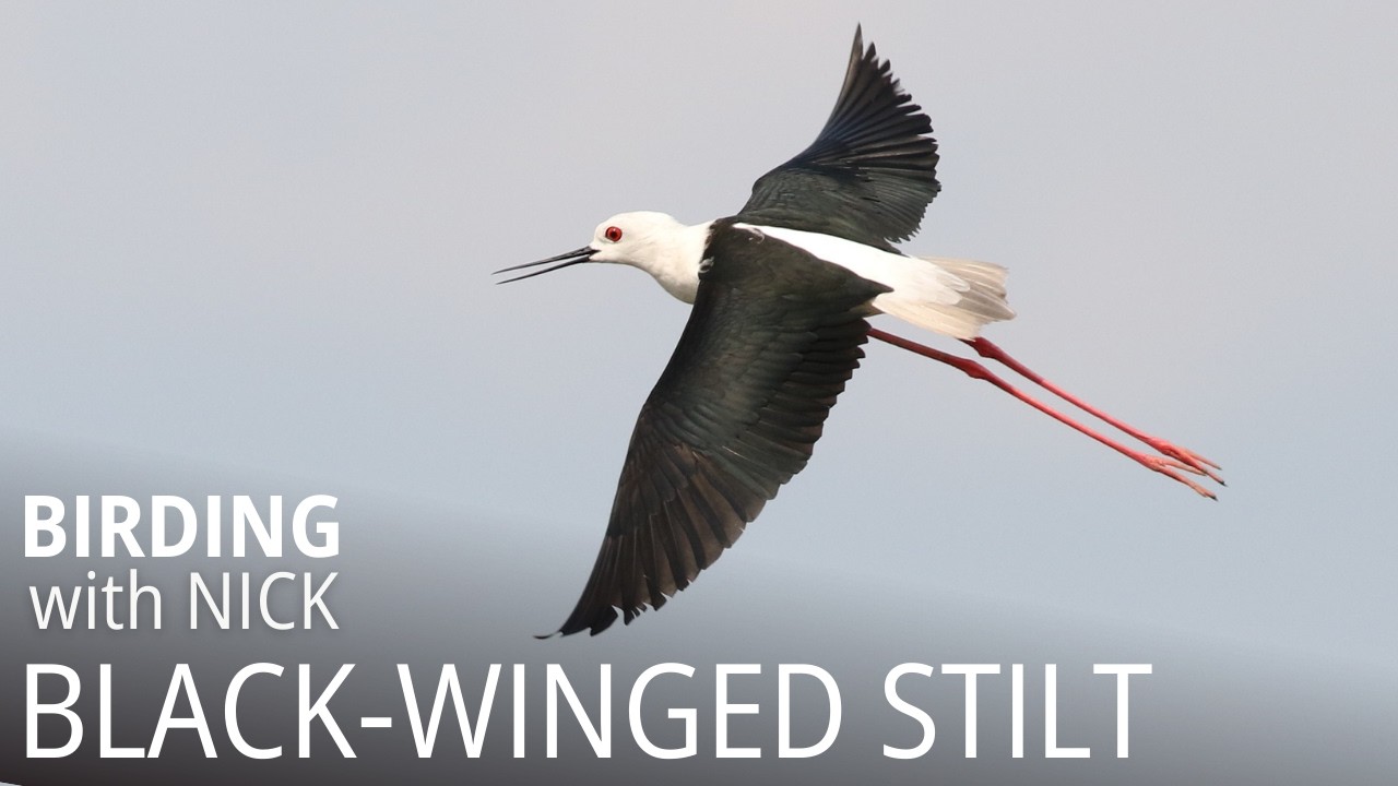 Black-winged Stilt call | Himantopus himantopus