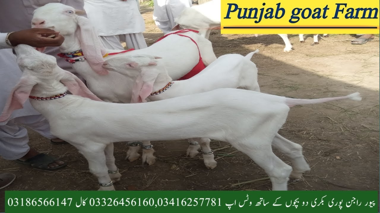 پنجاب گوٹ فارم#ڈیرہ غازی خان کی بڑی منڈی مویشیاں #خوبصورت جانور# مناسب ...