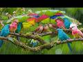 🍃 Soft Relaxing Piano Music with Bird Sounds & Rain | Nature Sounds for Study, Focus and Serenity