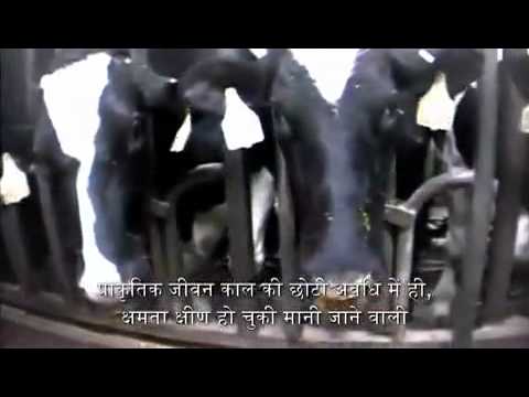 खाद्य उद्योग उजागर! Shocking expose about the food industry.mp4