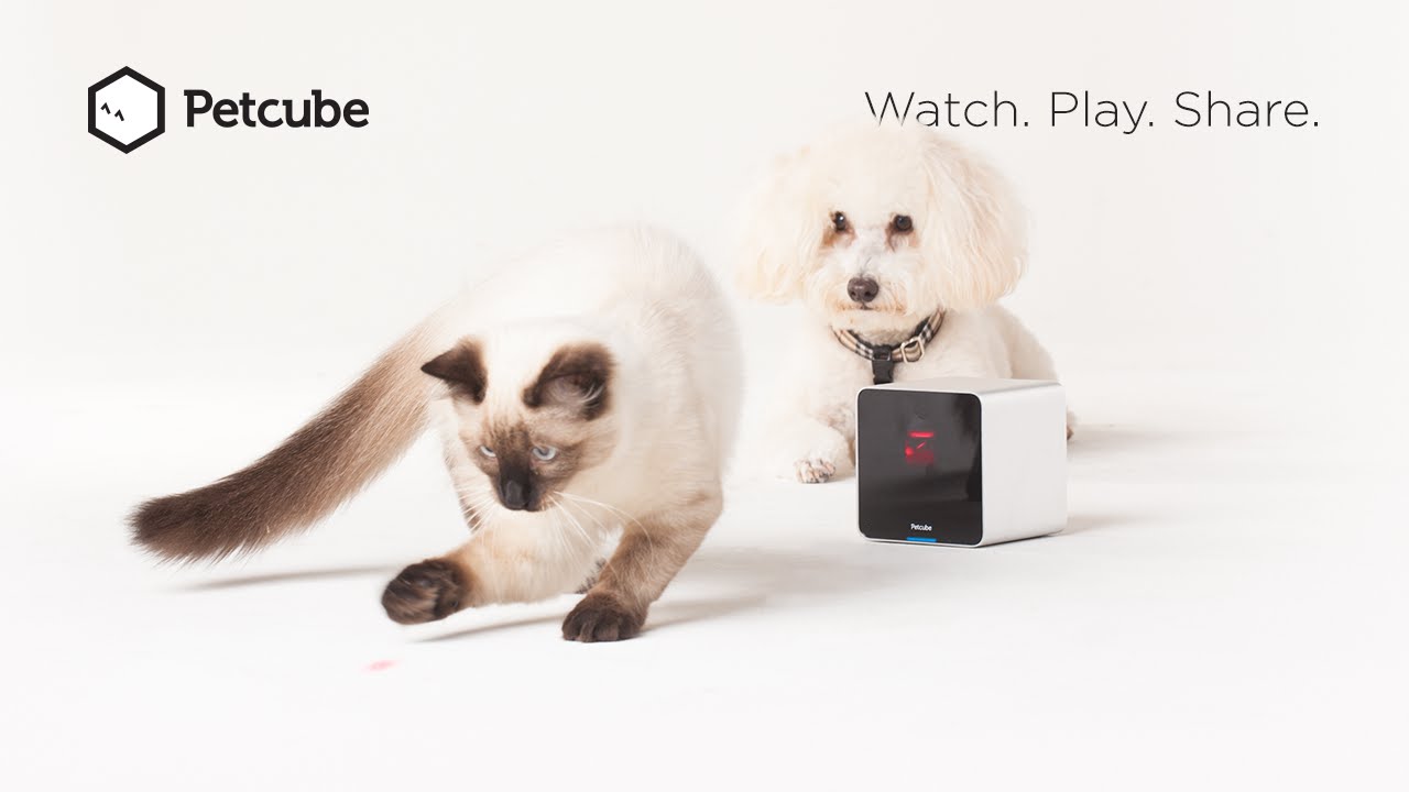 petcube for cats