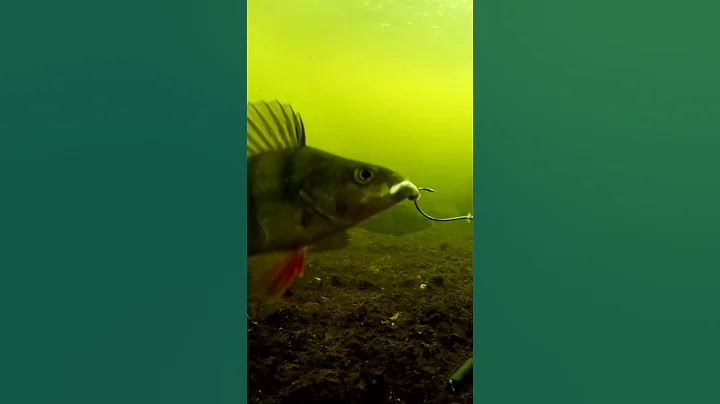 Smartest fish in the world. #shorts #fishing #new - DayDayNews