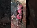 Vaginal and rectal prolapse in a farrowing sow offer expert supportprolapsus vaginal et rectal 