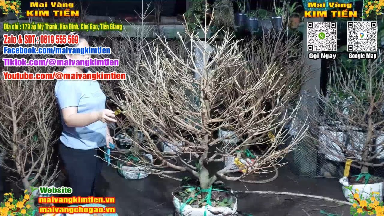 Mai Vàng Nụ Nhiều Đón Xuân Bao Ship Toàn Quốc - Mai Vàng Kim Tiền Chợ Gạo