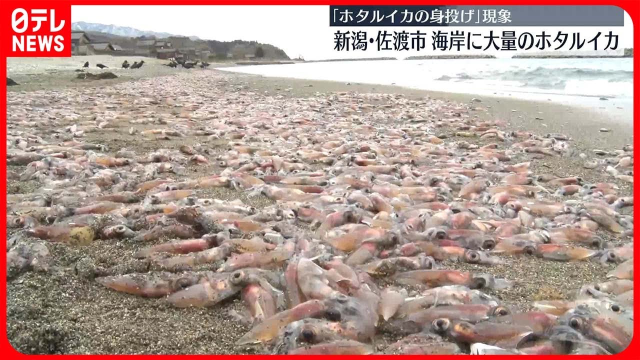 ホタルイカ の 身投げ