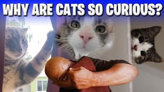 Why Are Cats SO Curious? | Cool Cats & The D.E.V.