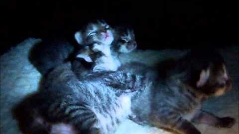 Video 1303631: american bobtail kittens, american girl, kitten boy