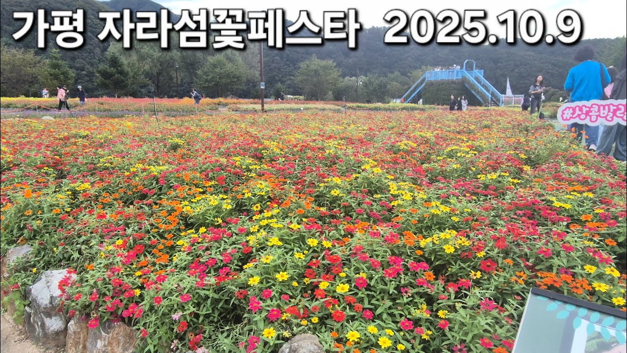 연비깡패 EV3와 함께하는 가을여행, 가평 자라섬꽃페스타 I 강변카페 골든트리 2025.10.9 #전기차 #주차정보 