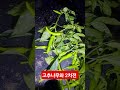 고추 나무와 2차전