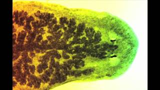 Dugesia, Une Planaire Deau Douce