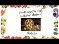 Traditional Herbal Medicine Channel Potato