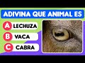 Adivina Que Animal es 🦁🦋🦊 ¿Qué Animal Creés Que Es? | Juegos Visuales