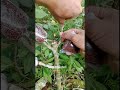 tehnik sedrhana memperbanyak tanaman🌳🌳 #satisfying #plantpropagation #plantgarden #plantcultivation