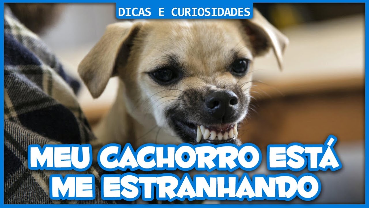 Meu cachorro está me estranhando - YouTube