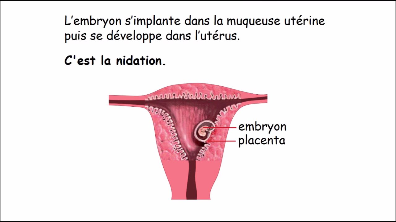 Nidation - Neufmois.fr