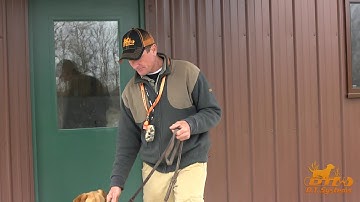 Threshold Training:Obedience for your dog