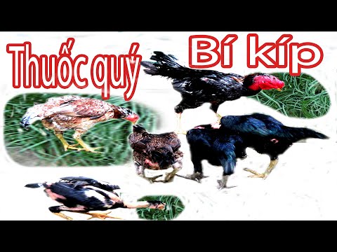 Video Cho gà ăn cây này khỏe như Trâu, ít bệnh tật | Lá Lằng... - youtube