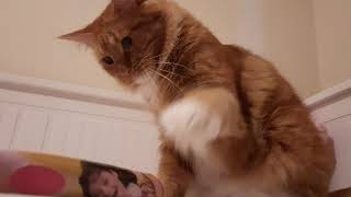 Maine Coon giant paws in action #mainecoon #orangecat #fluffypaws by Maine Coon Cookie 52 views 2 years ago 2 minutes, 9 seconds