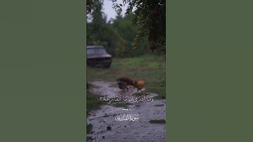 القارعة / تلاوة جميلة جدا من سورة القارعة / الشيخ محمد صديق المنشاوي / الصوت الباكي