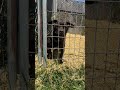 Credit goes to Jo Anna Ow for the video and photos