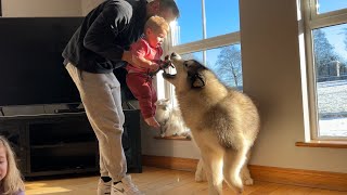 Husky And Cat Reaction To Giant Spider And Snake! (Baby Is So Cute!!) by Life with Malamutes 257,227 views 4 weeks ago 6 minutes, 3 seconds