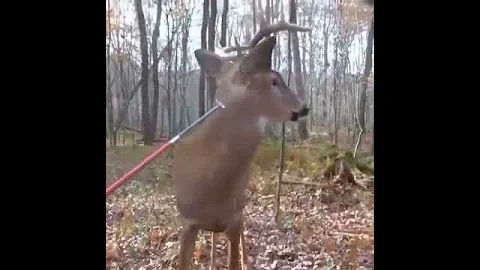 Crazy video of a zombie deer...What would you do❓ obviously something's wrong
