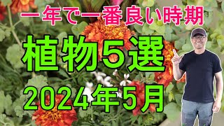 [ガーデニング] 2024年5月 おすすめ植物5選「キャリア32年のプロガーデナーがおすすめする、夏に向けてのおススメ植物たち」