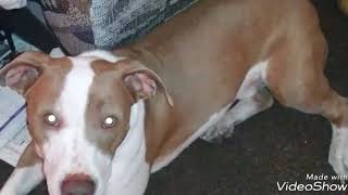 Whitney Wisconsin My Dog Is Lonely